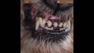 Blanck Mass  Rhesus Negative [upl. by Yrrot]