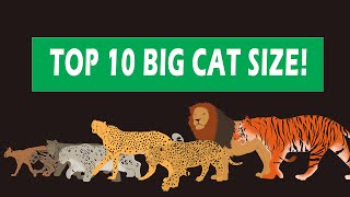 Big Cats Size Comparison [upl. by Faustine]