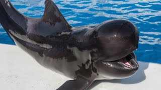 Argo the Pilot Whale  SeaWorld San Diego [upl. by Adnoma]