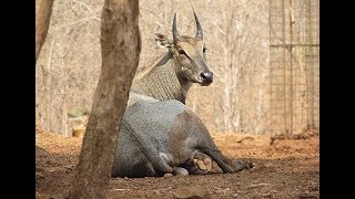 Nilgai antelope facts [upl. by Enyaz]