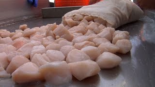 Sea Scallop Fishing Off the Jersey Coast Thriving [upl. by Soma901]