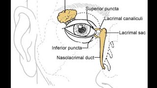 Orbital anatomy tutorial [upl. by Rein]