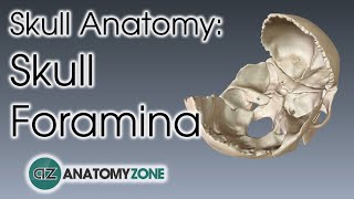 Foramina of the Skull  Skull Anatomy [upl. by Asaeret]