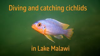 Diving and Catching cichlids in Lake Malawi [upl. by Sherburn]