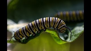 Milkweed amp the Monarch Butterfly Life Cycle [upl. by Peery]