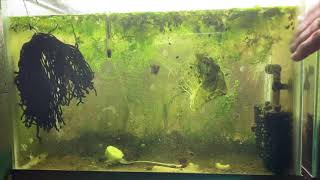 Scuds Daphnia Cherry Shrimp Copepods My aquatic food culture [upl. by Adian]