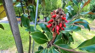 Southern Magnolia Seeds Magnolia grandiflora [upl. by Sine566]