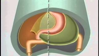 Embryological Development of GastroIntestinal Tract  ACLAND [upl. by Ahsienek]