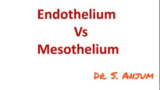 Endothelium vs Mesothelium [upl. by Sucerdor]