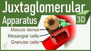 05 Juxtaglomerular Apparatus 3D [upl. by Smeaj]