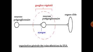 Physiologie du système nerveux autonome 1ier année médecine [upl. by Adnilam]