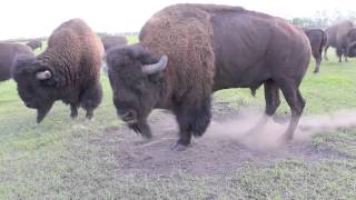 Bison Bull in Mating Season [upl. by Kareem448]