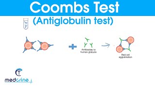 COOMBS TEST antiglobulin test made simple [upl. by Ardnael]