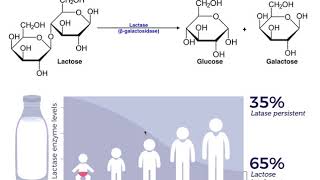 Lactase amp the Mechanism of Lactose Intolerance [upl. by Gagnon]