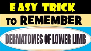 Easy Trick to Remember Dermatome of Lower Limb [upl. by Eeryt213]