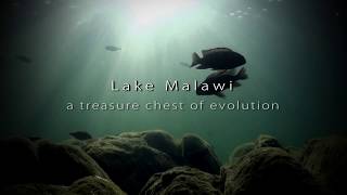 Lake Malawi [upl. by Ahsiken]