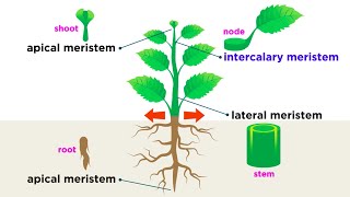 Types of Plant Cells [upl. by Aerdnat]