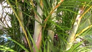 Areca Palm Stump and ReCLUMP the Clump The Secret to Success  Part 1 [upl. by Sinclair377]