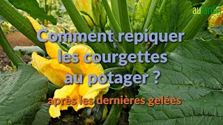 Comment REPIQUER les COURGETTES au POTAGER [upl. by Haig]