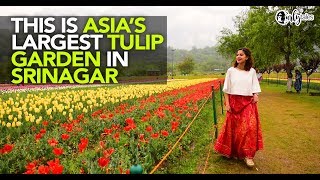 Glued Indira Gandhi Memorial Tulip Garden in Srinagar Is Asias Largest Tulip Garden  Curly Tales [upl. by Pacifica]