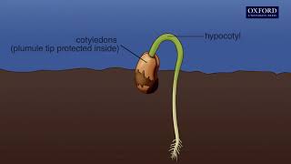 Animation 141 Seed germination [upl. by Eadahs]