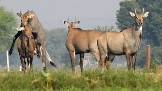 All Nilgai loving excitednilgai [upl. by Wonacott]