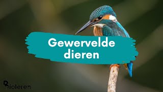 Bioleren  Gewervelde dieren  NIEUW [upl. by Nickles836]