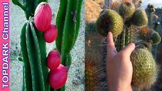 10 Frutos de Cactus que son Comestibles [upl. by Towers429]