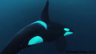 TAIL SLAP by Killer Whale Stuns Fish NEVERBEFORESEEN Impact [upl. by Solon]