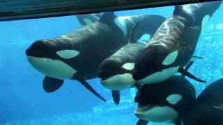 6 Killer Whales in Underwaterviewing Seaworld Orlando [upl. by Lon]