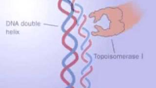 Topoisomerase 1 and 2 [upl. by Nnaihs]