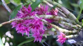 All about the Dendrobium bracteosum  Species Orchid Review [upl. by Enerol588]