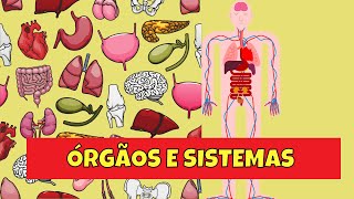 Órgãos e Sistemas do Corpo Humano [upl. by Olwena]