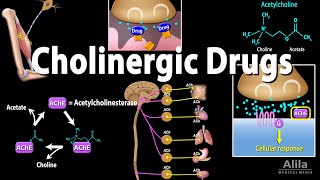 Cholinergic Drugs  Pharmacology Animation [upl. by Keung]