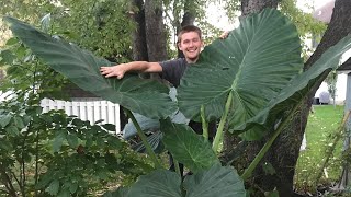 The Secret to Growing Alocasia  The Barefooted Gardener [upl. by Gio]