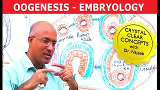 Oogenesis  Gametogenesis  Embryology🩺 [upl. by Hoag]