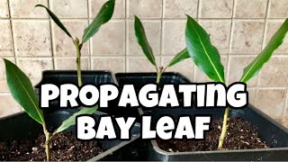 How To Propagate Bay Leaf From Cuttings  Laurus Nobilis  Bay Laurel [upl. by Htabmas511]