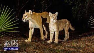 The Florida Panther One Of North America’s Most Endangered Species [upl. by Bethesda]