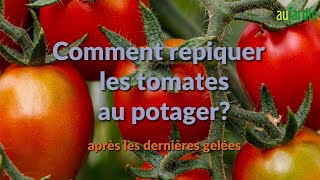 🍅Comment REPIQUER les TOMATES au POTAGER 🍅 [upl. by Nonnerb481]