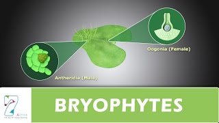 BRYOPHYTES [upl. by Jary]