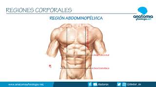 REGIONES CORPORALES  Resúmenes de Anatomía y Fisiología [upl. by Ayvid]