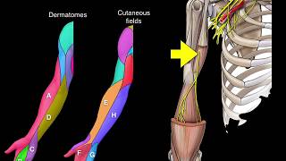 Dermatomes and Cutaneous fields [upl. by Pavior]