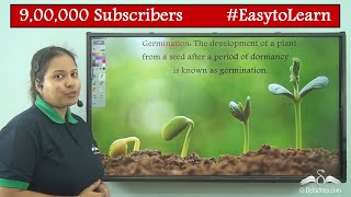 Germination of Seed Diagram  Class 5  CBSE  NCERT  ICSE [upl. by Saoj706]