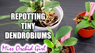 Repotting Dendrobium Orchid seedlings [upl. by Fawcett]