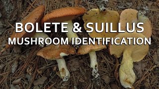 Bolete amp Suillus Mushroom Identification with Adam Haritan [upl. by Ennairb]