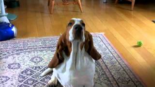 HAL basset hound  his Monday routine [upl. by Noskcire]