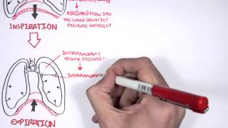 The Pleurae and Pleural Fluid [upl. by Madlen446]