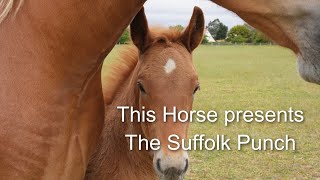 The Suffolk Punch Horse [upl. by Nekal]