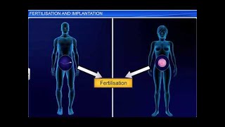 CBSE Class 12 Biology Human Reproduction – 4 Fertilization and Implantation [upl. by Colet549]