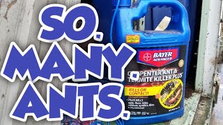 Bayer Advanced Carpenter Ant and Termite Killer Plus Review [upl. by Keene]